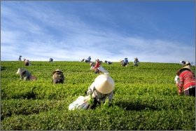 Tourism-Types-Agritourism