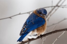 Tourism-Types-Birdwatching