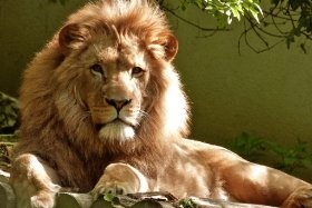 Tourism-Types-Jungle_Tourism