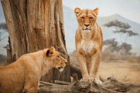 Tourism-Types-Militarism_Safari_Holidays