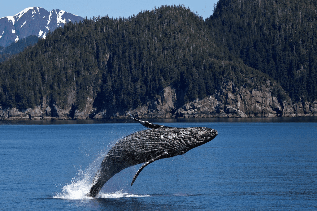 Whale_Watching-Tourism