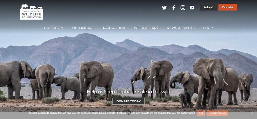 David Shepherd - Small Business Website Design Ideas 6