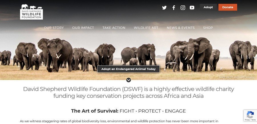 WordPress Website Design Ideas and Inspirations (Wildlife Foundation) - ColorWhistle